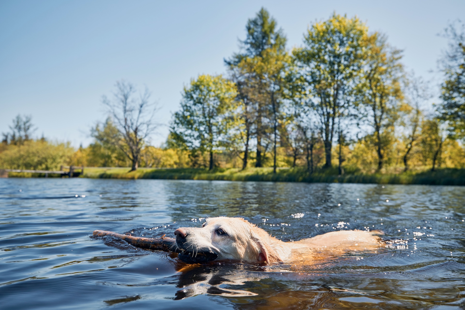 How to Avoid Losing Your Pet to Secondary Drowning