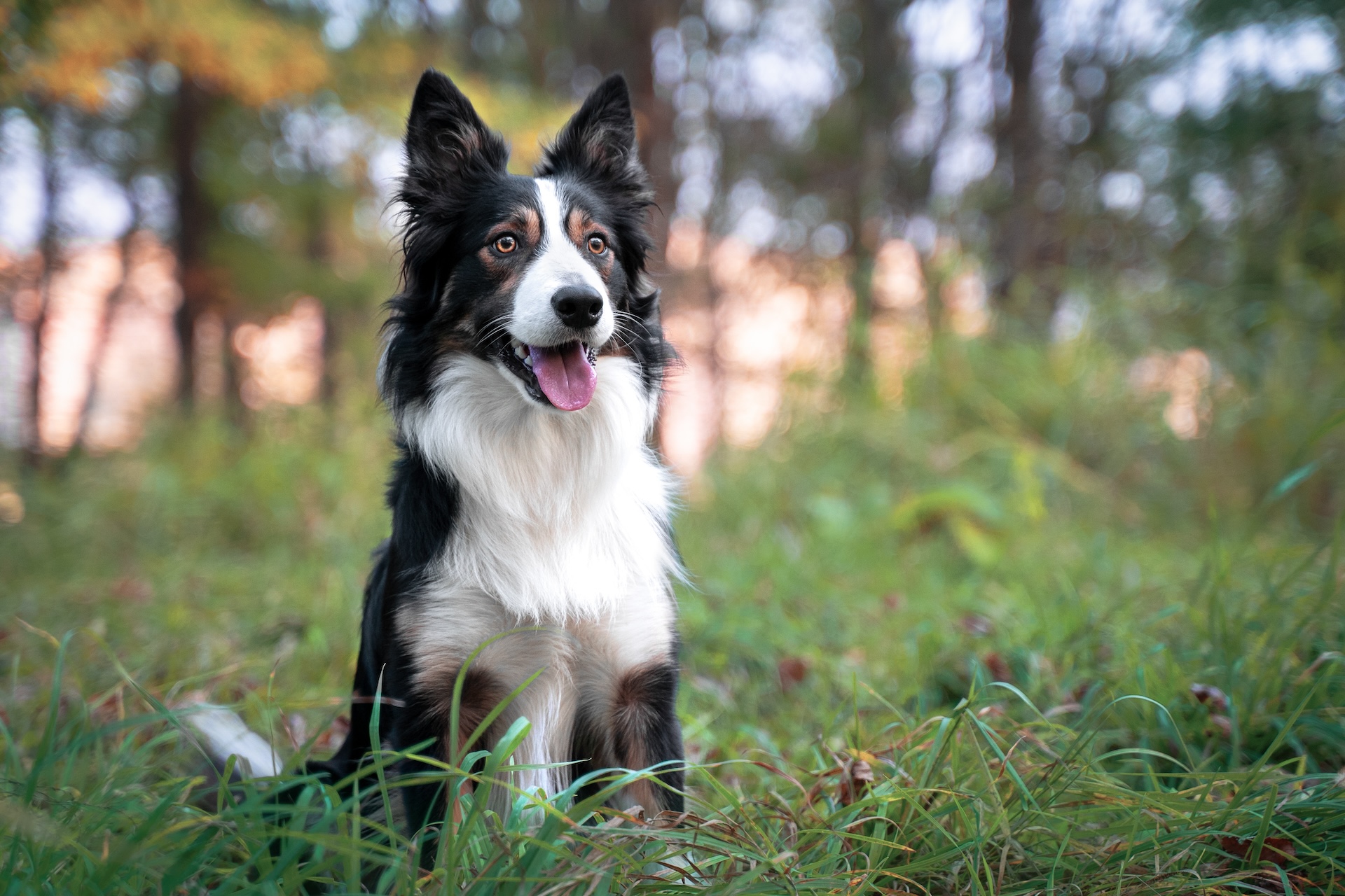 Loose Leash Walking Tips