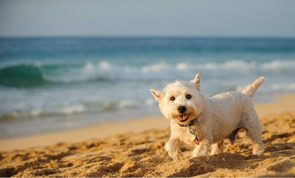 Fear Free Summer Tips