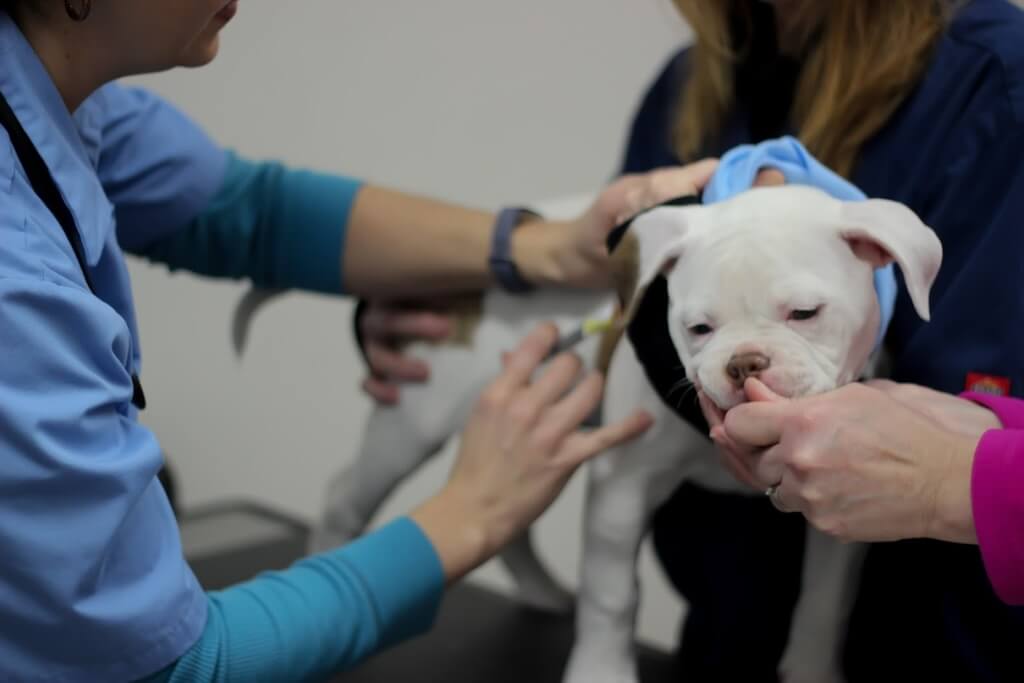 doctor_staff_and_dog_americal_bulldog_exam_room_assessment