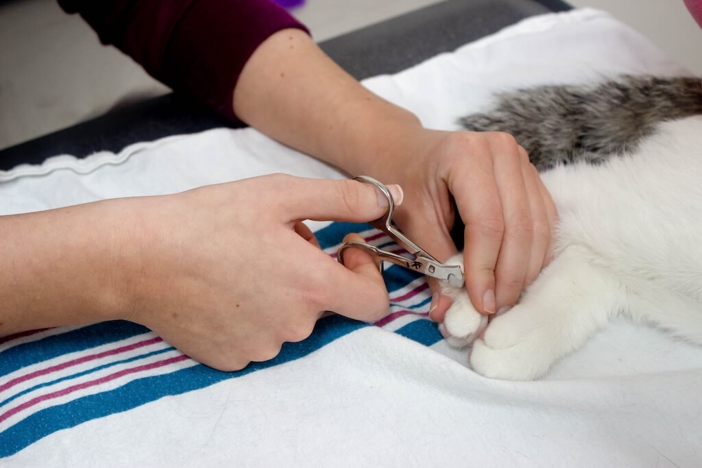 staff_cat_exam_room