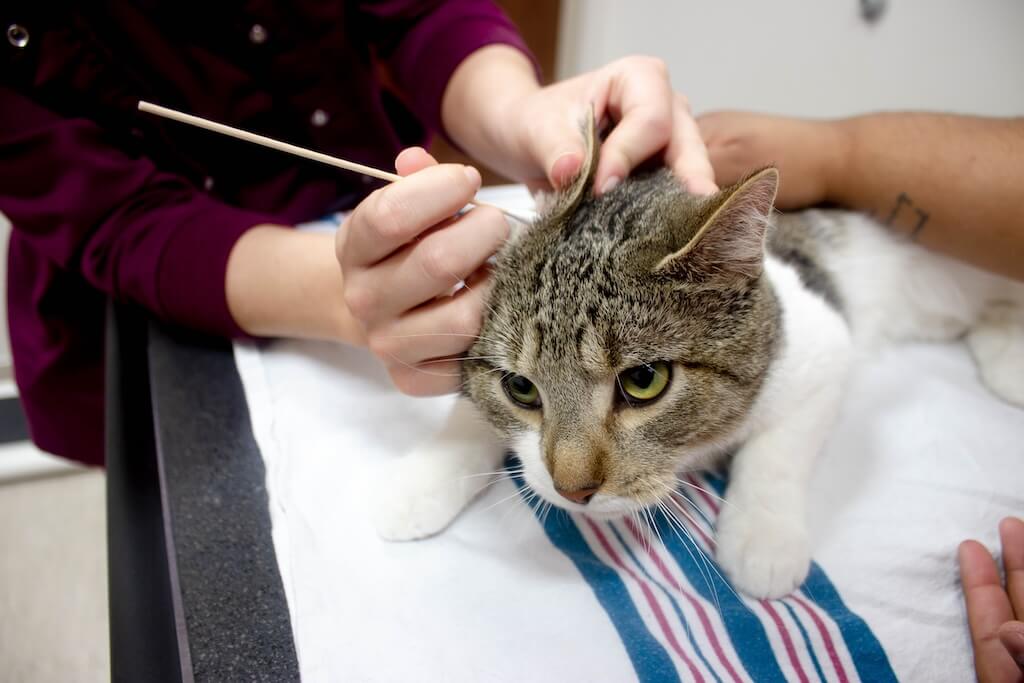 staff_cat_exam_room