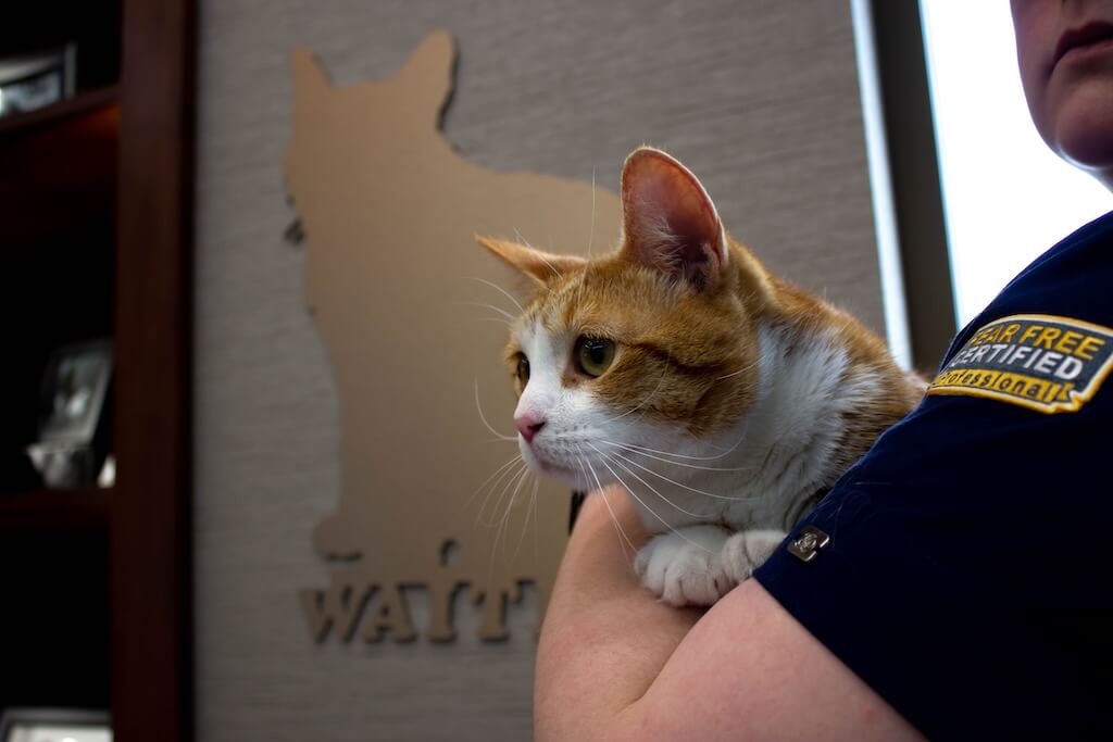 staff_cat_lobby_waiting