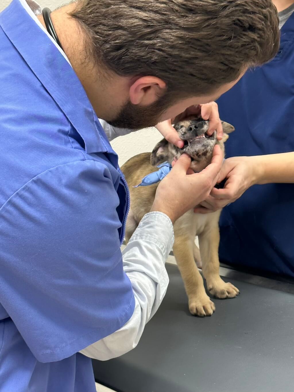 staff_dog_treatment