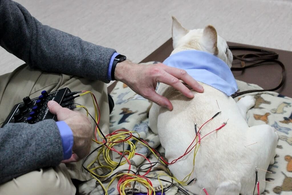 Doctor-with-Dog-French-Bulldog-Acupuncture-in-Exam-Room