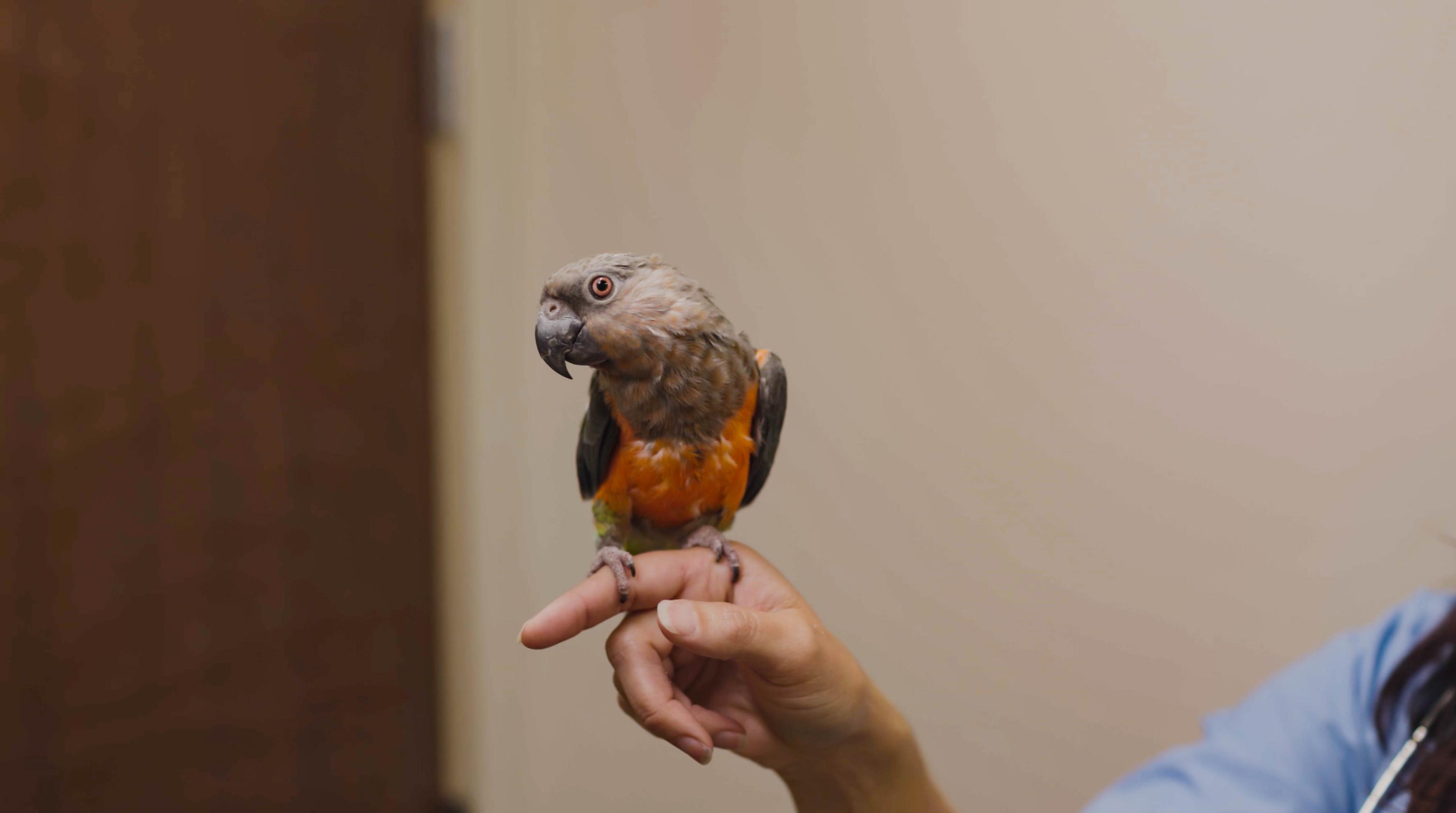 Bird perched on hand