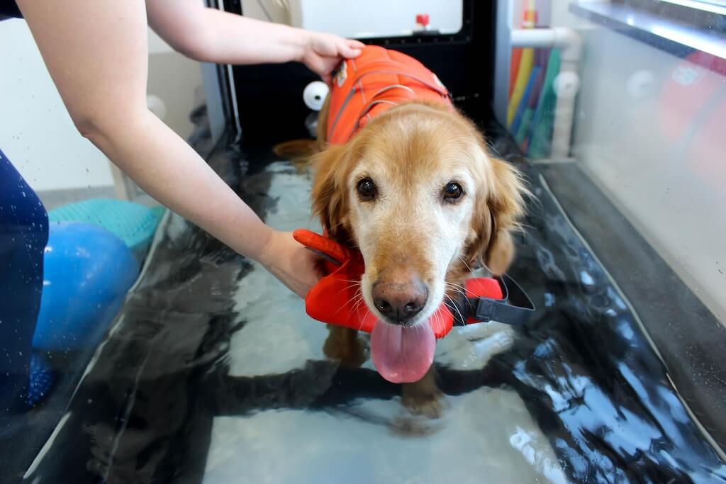 Staff-Dog-Golden-Retreiver