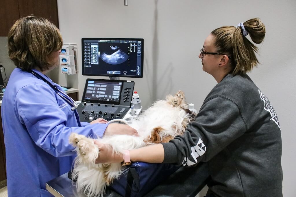 Dr and patient with ultrasound 