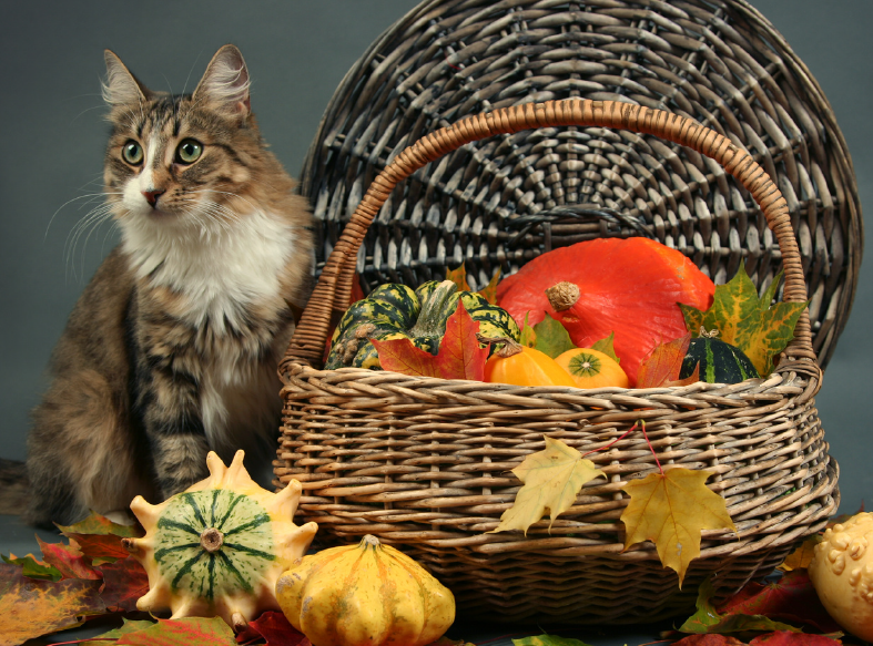 Cat Thanksgiving