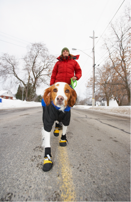 Dog Walking in Winter