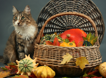 Thanksgiving Pet Safety Tips