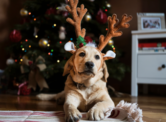 Holiday Pet Gift Guide